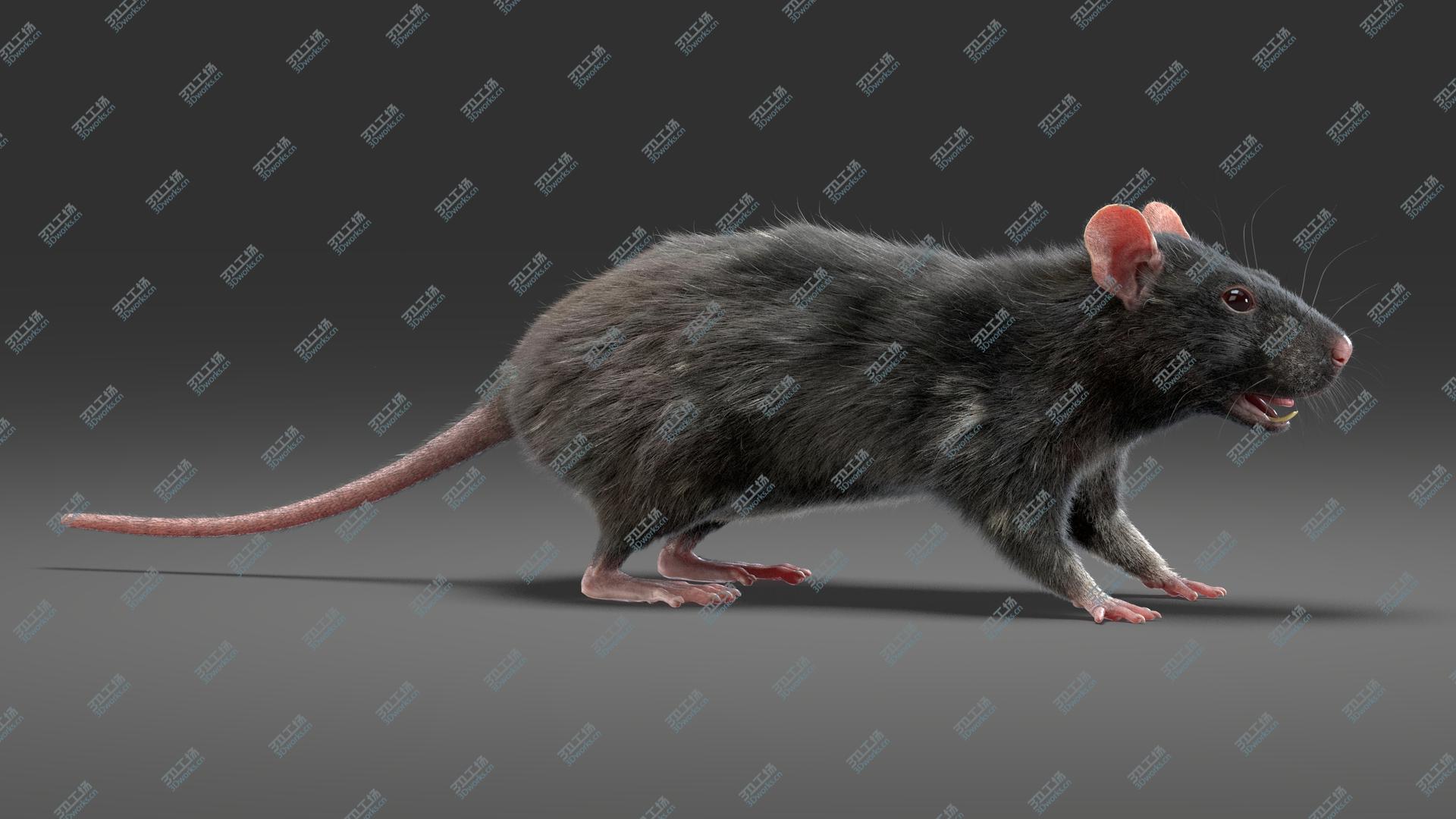 images/goods_img/20210113/Rat (Fur) (3) 3D model/5.jpg